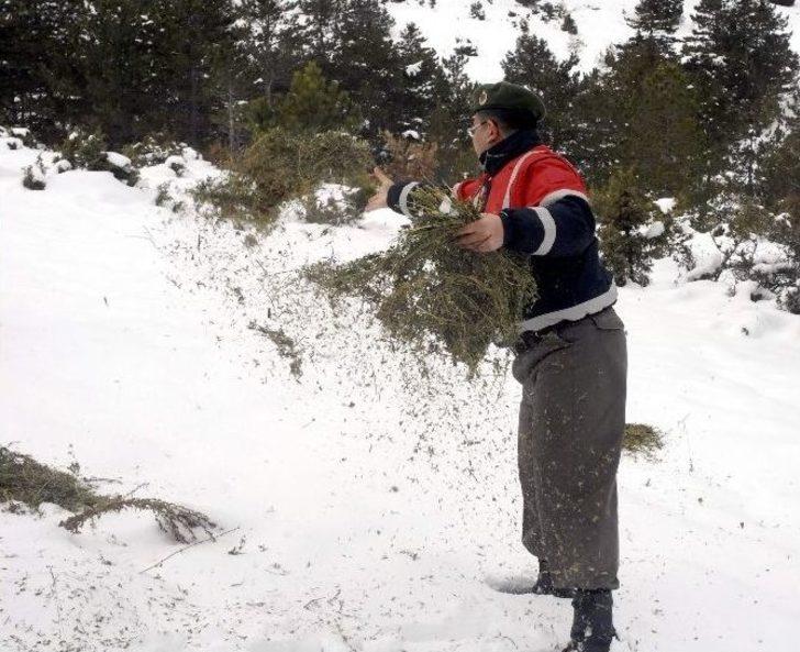 (özel) El Birliğiyle Yaban Hayata Katkı G1