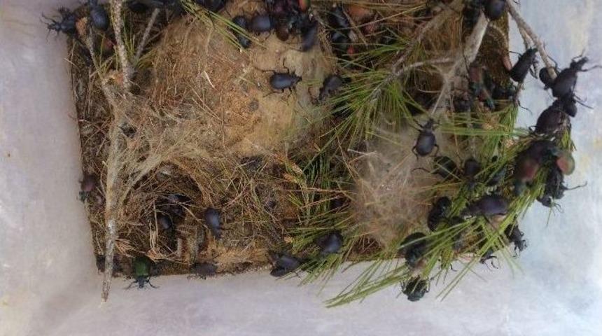 Orman Zararlısı B&ouml;ceklerle M&uuml;cadele S&uuml;r&uuml;yor