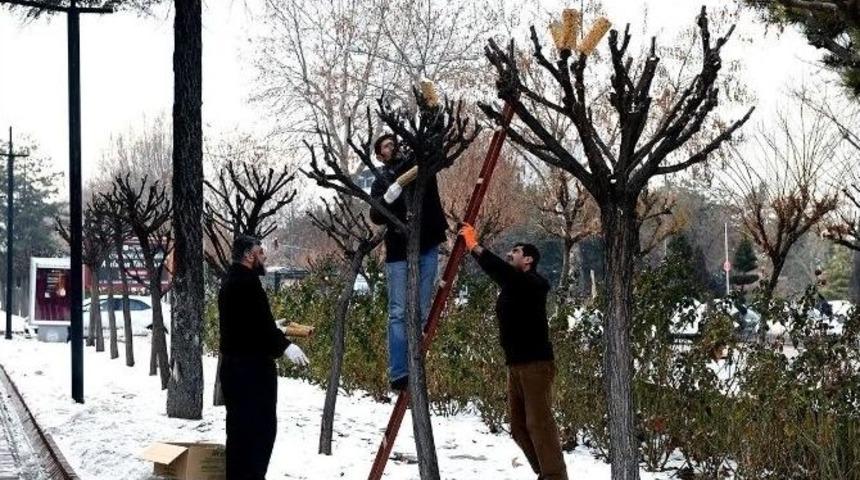 B&uuml;y&uuml;kşehir&rsquo;den Kuşlar İ&ccedil;in Rulo Yemlik