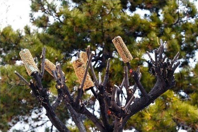 Büyükşehir’den Kuşlar İçin Rulo Yemlik