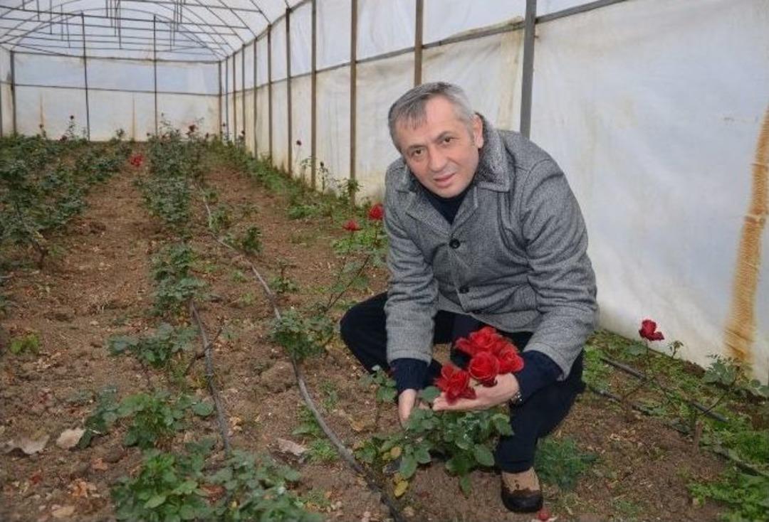 S&uuml;s Bitkisi Seralarında Kar Zararı