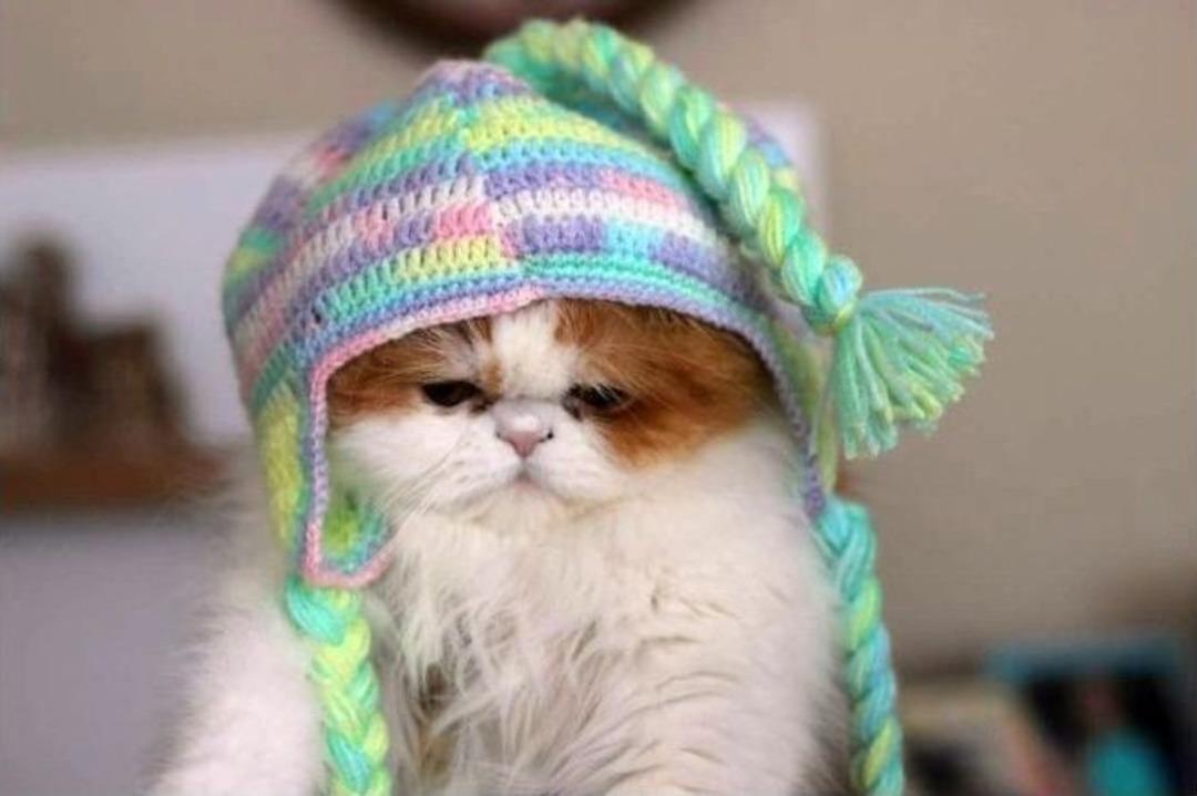 (&ouml;zel Haber) Kışın Evcil Hayvan Bakımına Dikkat