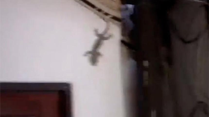 Arkadaşını yılandan kurtardı!