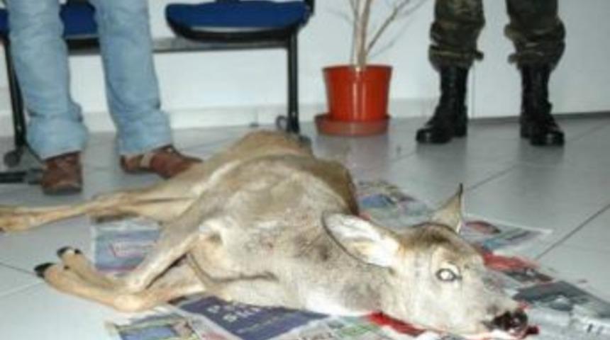 Ordu&rsquo;da Ka&ccedil;ak Avcılığa Ağır Ceza