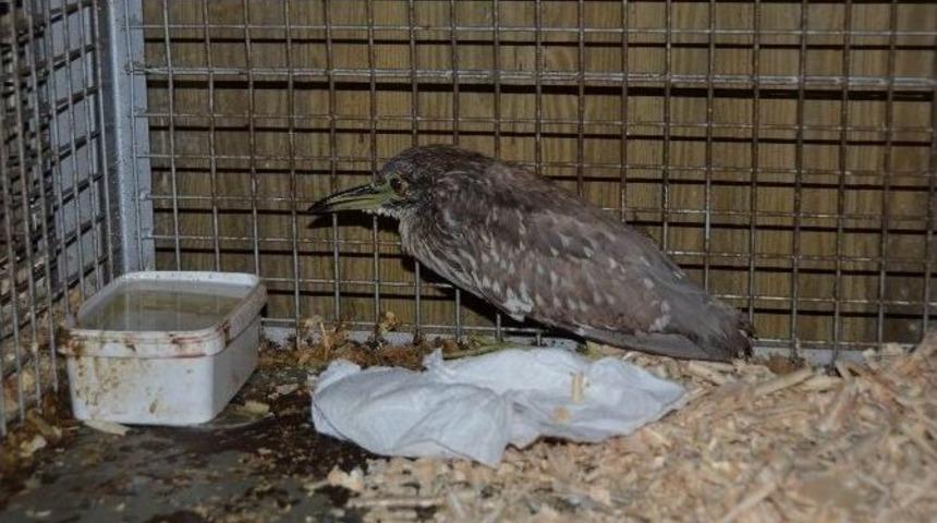 Yiyecek Bulamayan Balık&ccedil;ıl Kuşa Ekipler Sahip &Ccedil;ıktı