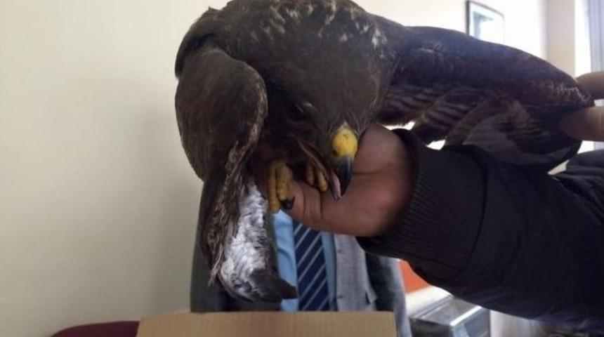 Yaralı Atmaca Tedavi Altına Alındı