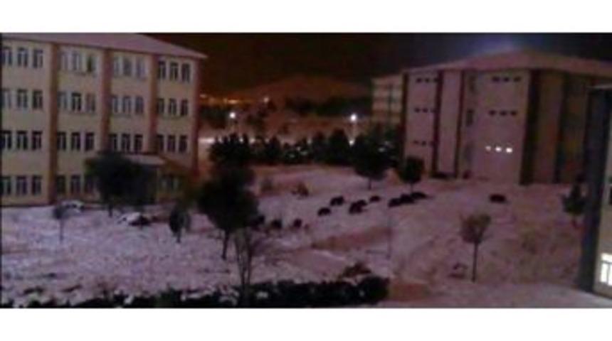 A&ccedil; Kalan Domuz S&uuml;r&uuml;s&uuml; &Uuml;niversite Kamp&uuml;s&uuml;ne İndi