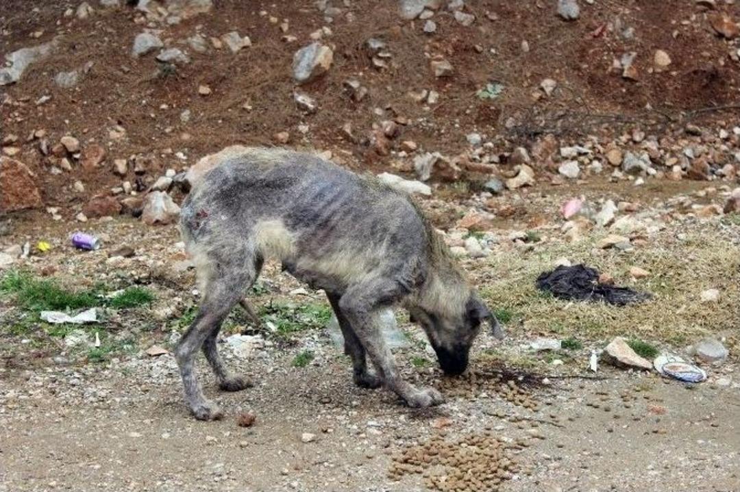 (&ouml;zel Haber) Bursa&rsquo;da &rsquo;uyuz K&ouml;pek&rsquo; Paniği