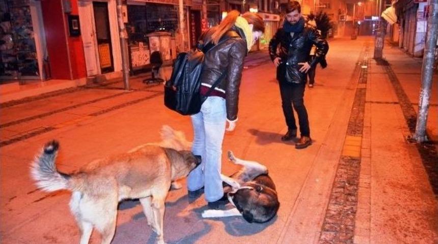 Sokak Hayvanları Saldırılarından Korunmanın Tek Yolu Sevgi