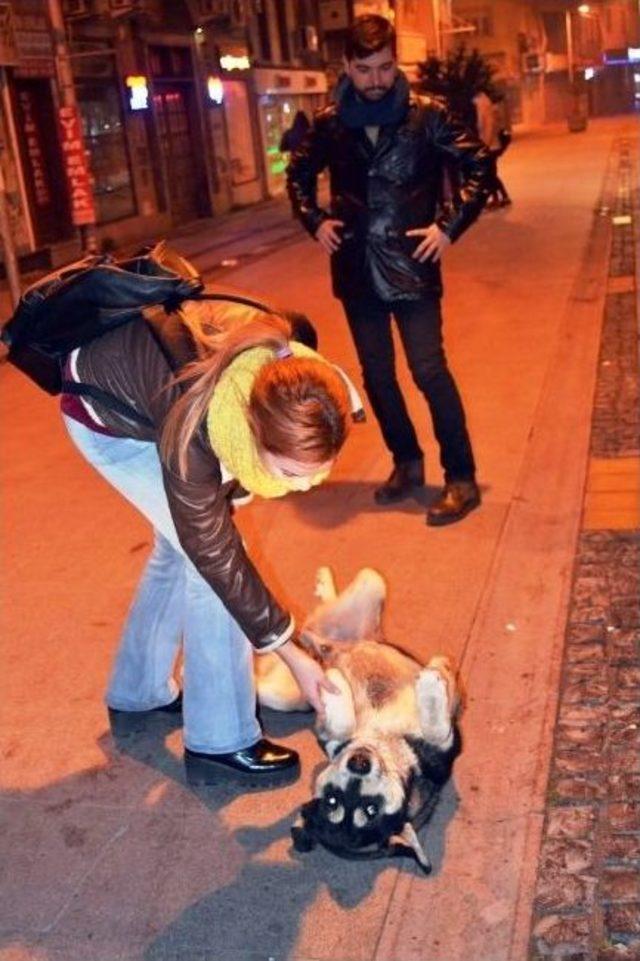 Sokak Hayvanları Saldırılarından Korunmanın Tek Yolu Sevgi