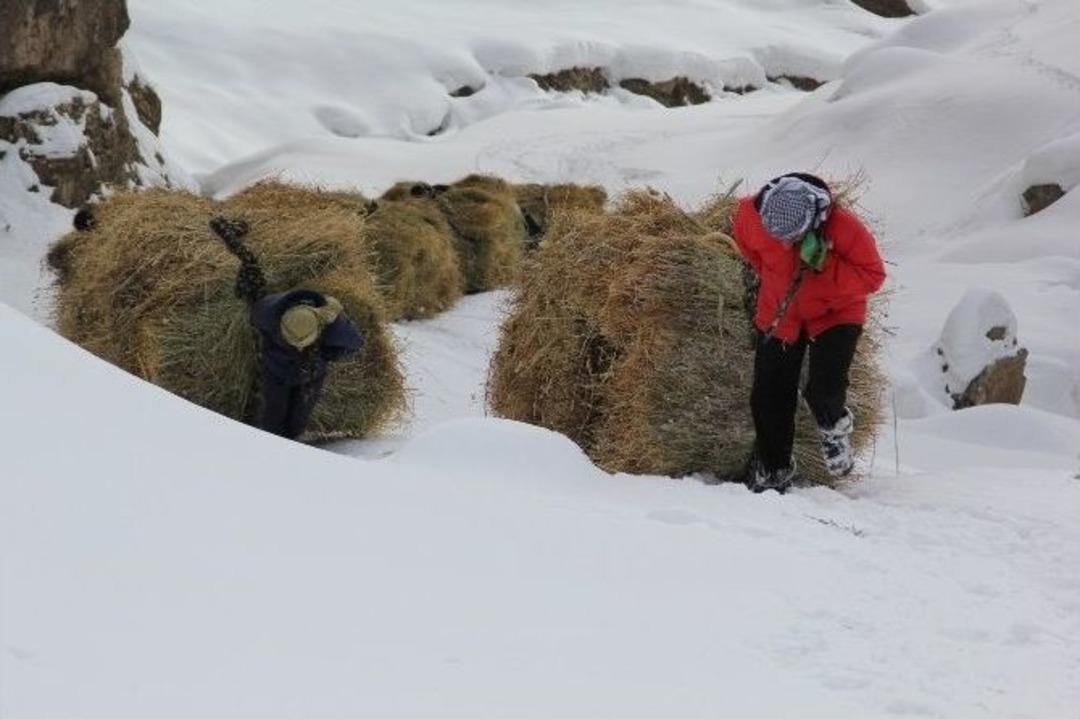 Hayvanlar İ&ccedil;in Dağdan Kızakla Ot Taşıyorlar