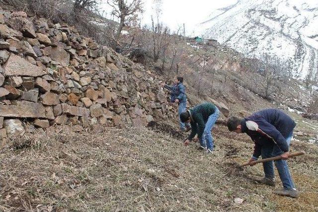 Beytüşşebap’ta Çocuklar Soğuklara Aldırış Etmeden Tarlalarda Kazma Ve Kürekle Çalışıyor