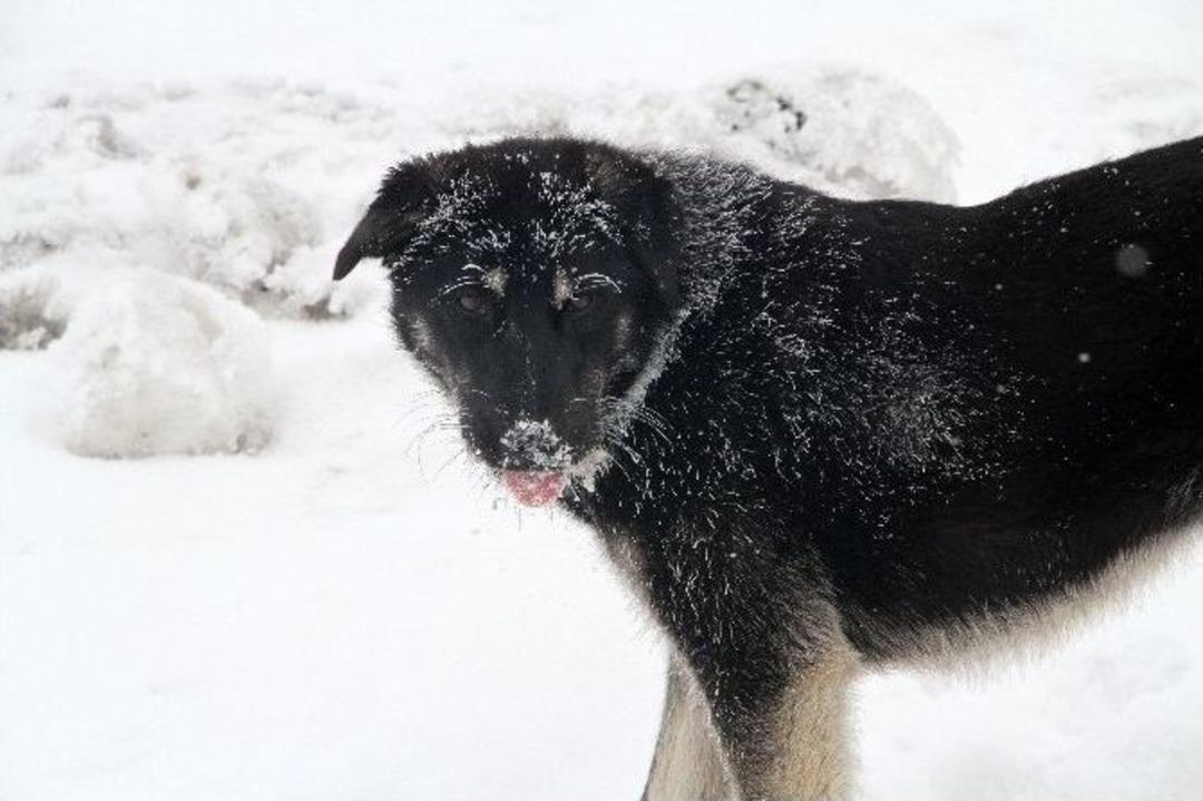 Ardahan&rsquo;a Kırağı D&uuml;şt&uuml;