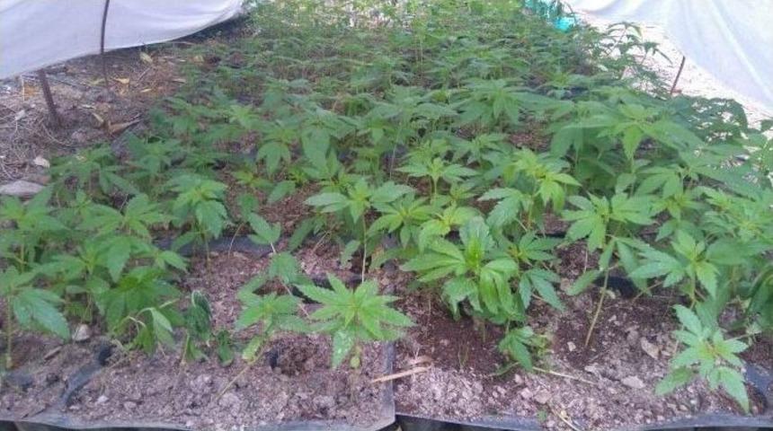 Antalya&rsquo;da Bin 21 K&ouml;k Hint Keneveri Ele Ge&ccedil;irdi