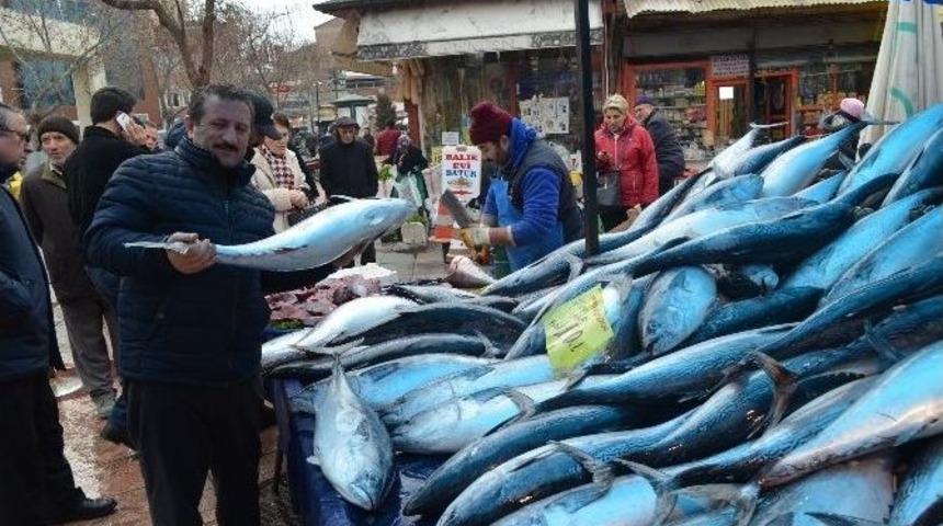 Ton Balığına Yoğun İlgi