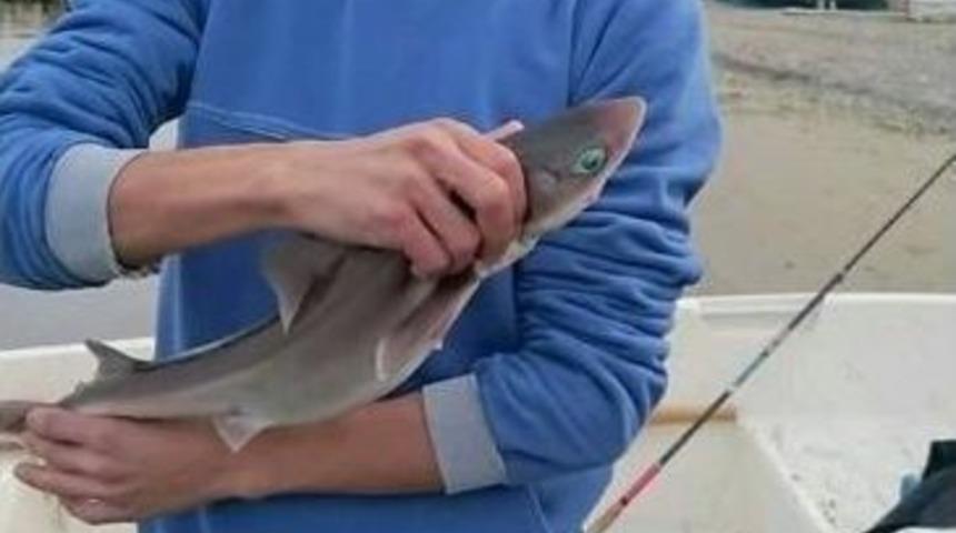 Oltaya K&ouml;pek Balığı Takıldı