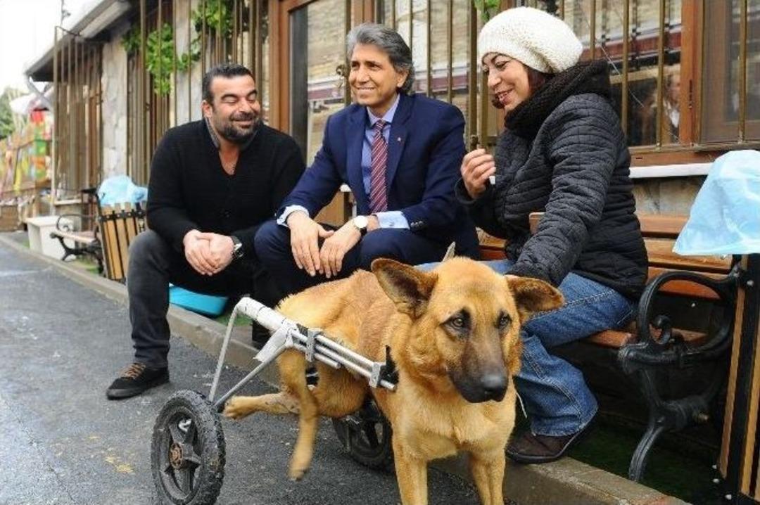 (&ouml;zel Haber) Hayvan Barınağının Maskotu &Ccedil;i&ccedil;o Artık Y&uuml;r&uuml;yor