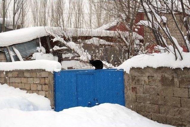 Ağrı’da Kar Yağışı