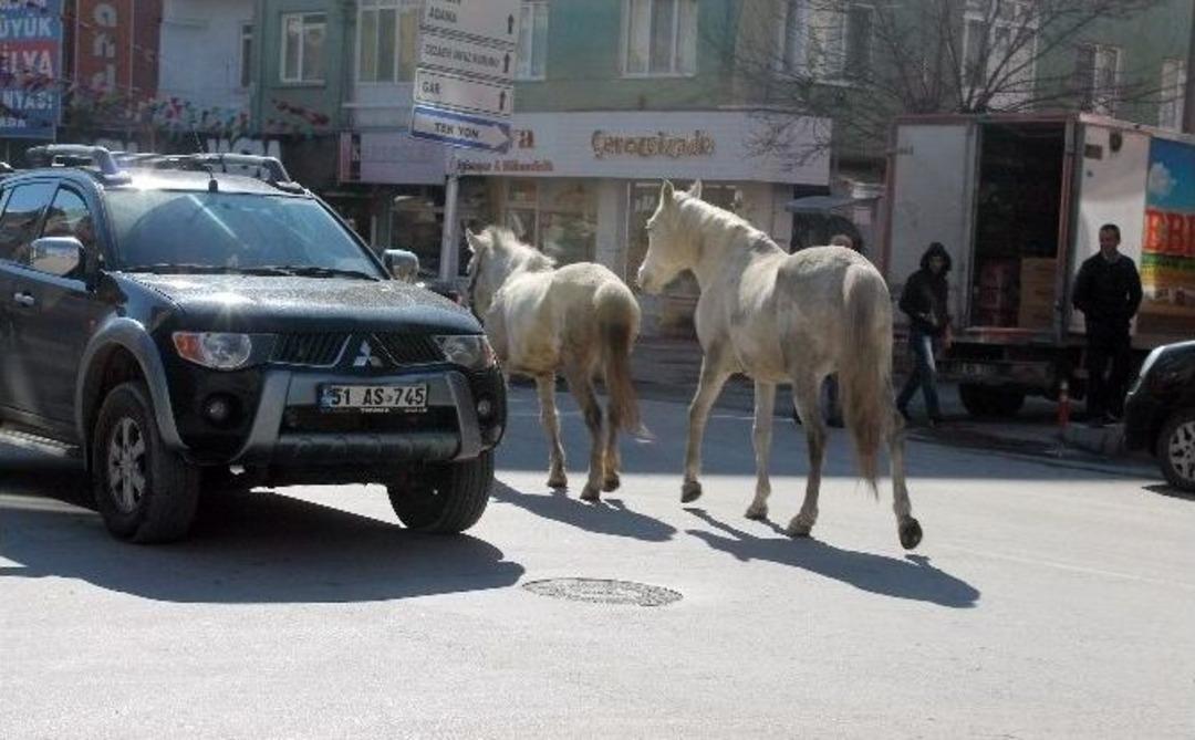 Başıboş Atlar G&ouml;renleri Şaşırttı