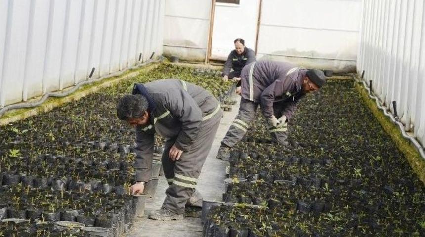 Meram Belediyesi Bitkisini Kendi &Uuml;retiyor