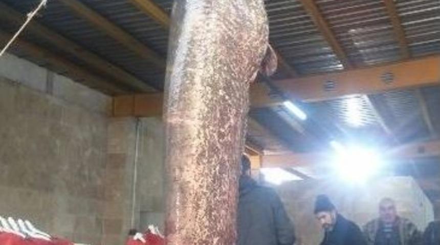 Erbaa&rsquo;da 93 Kiloluk Yayın Yakalandı