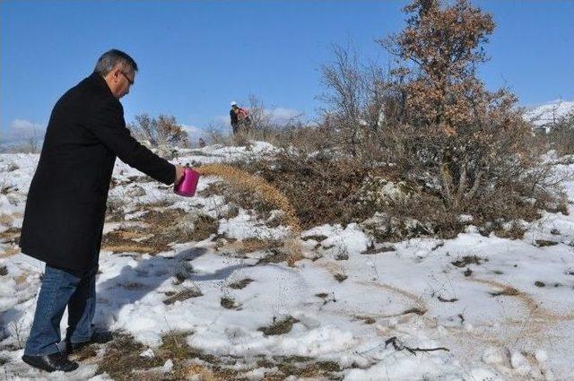 Çorum’da Yaban Hayvanları İçin Doğaya Yem Bırakıldı