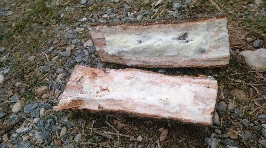 Odunlu Bomba Tuzağında Soruşturma S&uuml;r&uuml;yor