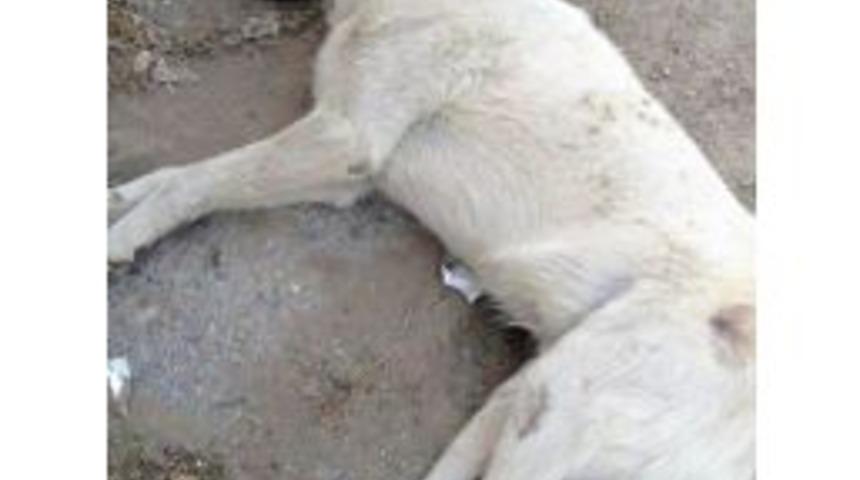 Sekiz K&ouml;peği Zehirleyen Sanık Beraatini İstedi