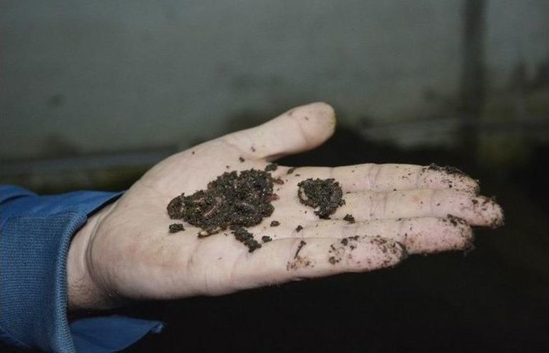 (&ouml;zel Haber) &Ccedil;orum&rsquo;da Solucan &Ccedil;iftliği Kurdu