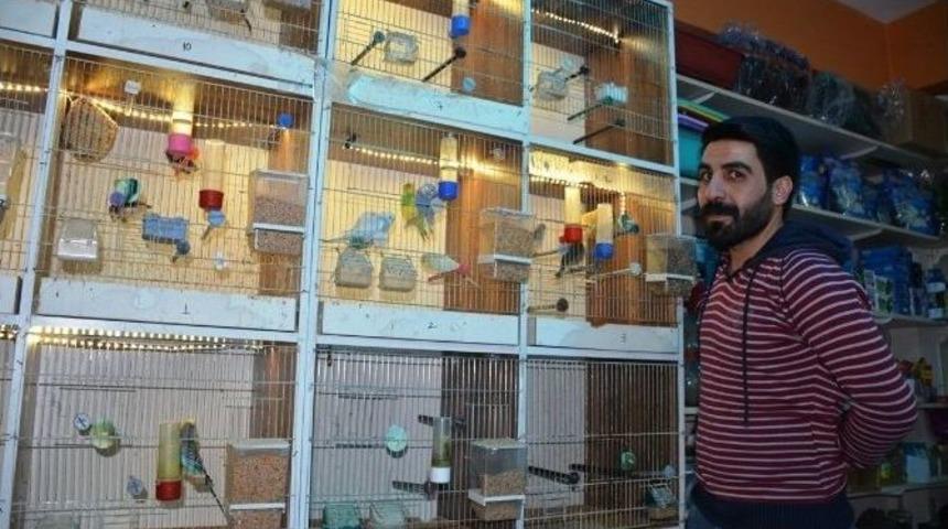 Kulu&ccedil;kaya Yatan Muhabbet Kuşları Fon M&uuml;ziğiyle Huzur Buluyor