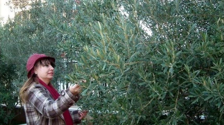 Aydın&rsquo;da İyi Tarım Uygulamları S&uuml;r&uuml;yor