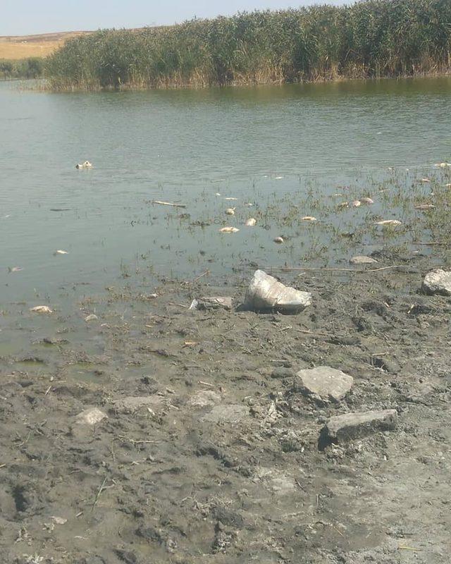 Uyuz Gölü'ndeki balık ölümleri tedirgin etti