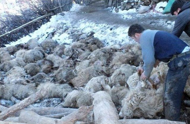 Ahır Çöktü, 110 Koyun Telef Oldu