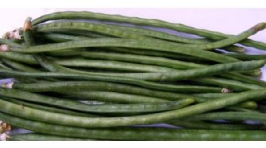 Türkiye’nin Taze Börülce Kralı: ’muğla’