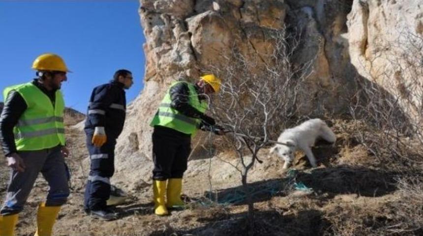 Kayalıklarda Mahsur Kalan K&ouml;pek Kurtarıldı