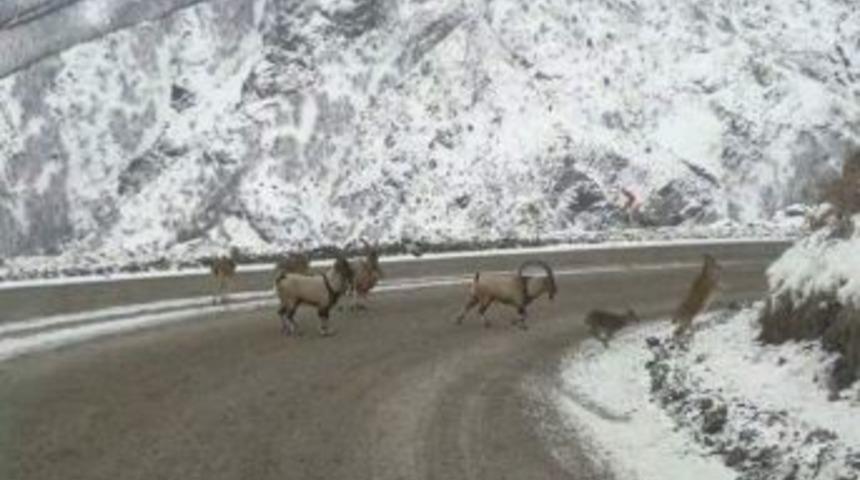 Dağ Ke&ccedil;ileri Karayolunu İşgal Etti