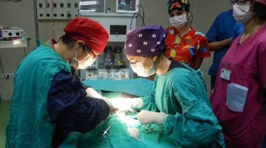 Om&uuml; Hayvan Hastanesi&rsquo;nde 2 Bin 35 Hayvan Tedavi Edildi