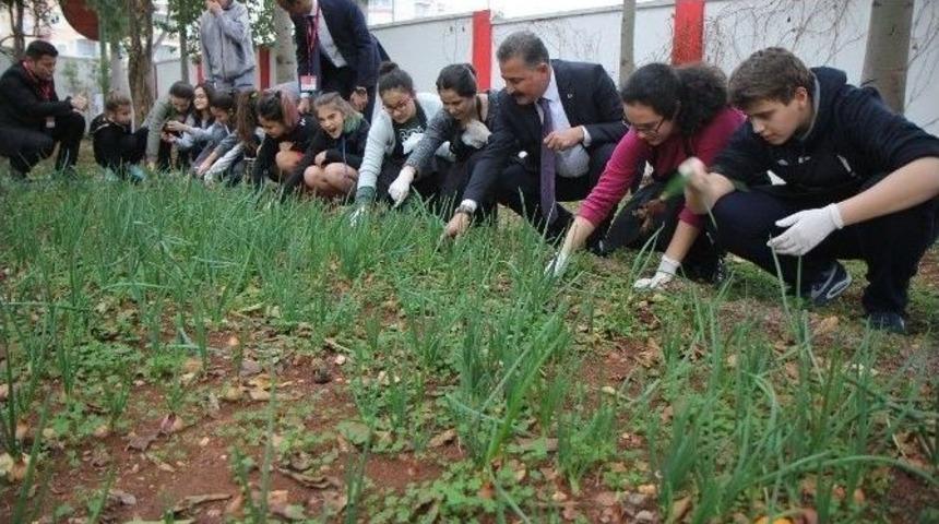 Başkan Tuna, &Ouml;ğrencilerle Diktiği Sebzelerden Topladı