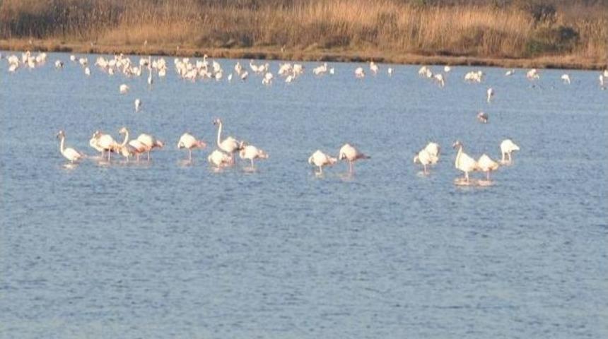 Flamingolar Hersek G&ouml;l&uuml;&rsquo;nde