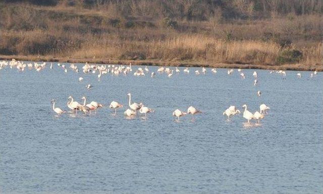 Flamingolar Hersek Gölü’nde