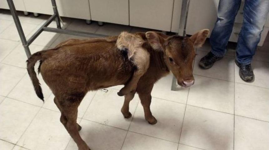 Afyonkarahisar&rsquo;da 5 Ayaklı Buzağı Doğdu