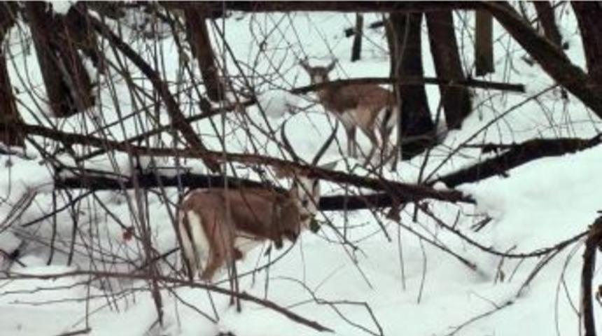 Yaban Hayvanları Rehabilitasyon Merkezinde Tedavi Ediliyor