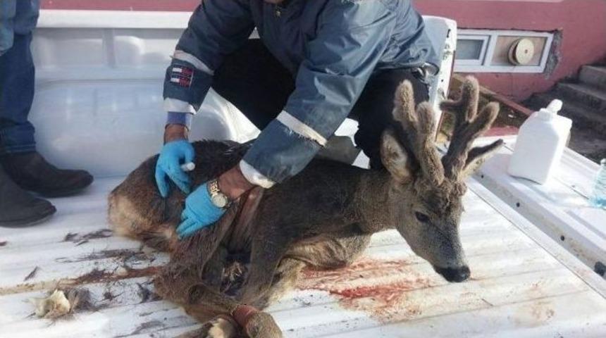 Yaralı Karacaya Polis Şefkati