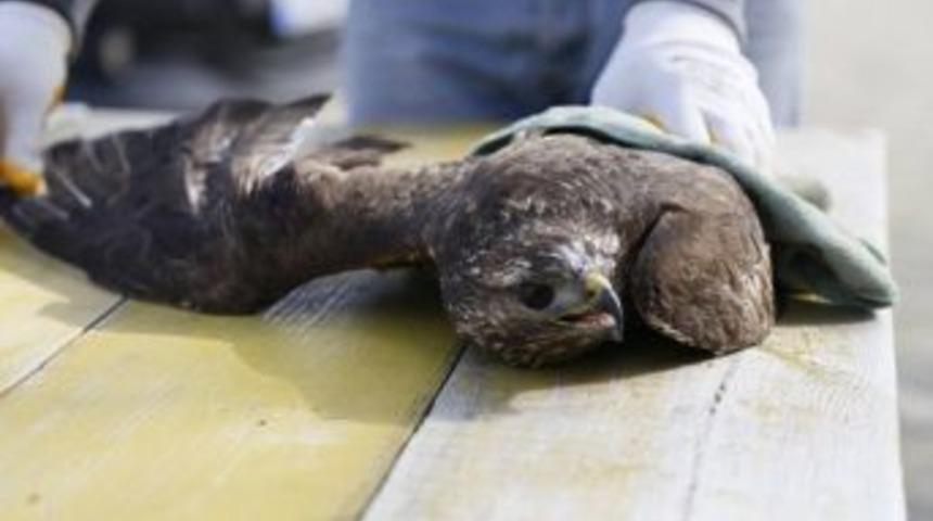 Kırklareli&rsquo;nde Yaralı Halde Bulunan Kartal Tedavi Edildi