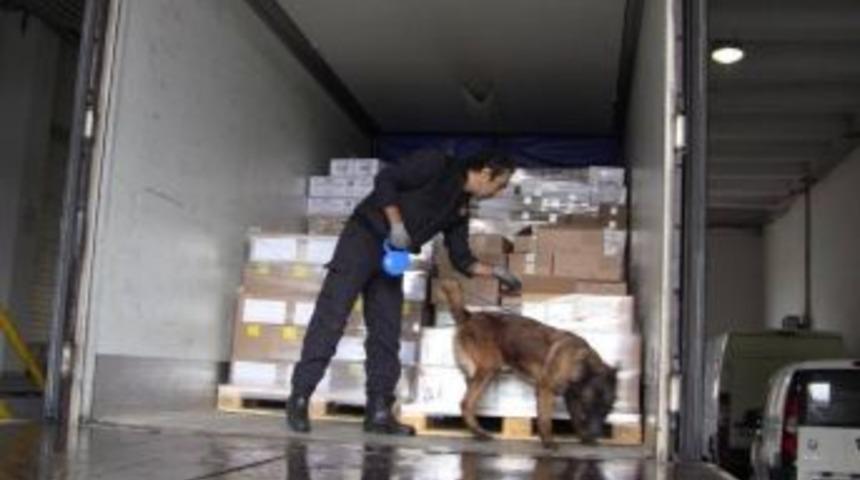 Narkotik K&ouml;peği Donna Sarp&rsquo;ta Ka&ccedil;ak&ccedil;ılara Ge&ccedil;it Vermiyor