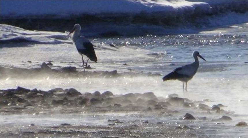 &Uuml;&ccedil; Leylek Eksi 25 Derece Soğukta Kars&rsquo;ta Kaldı