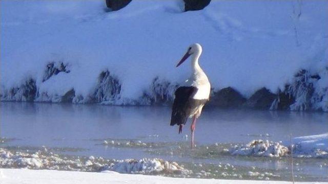 Üç Leylek Eksi 25 Derece Soğukta Kars’ta Kaldı