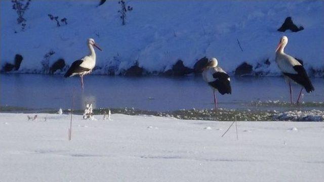 Üç Leylek Eksi 25 Derece Soğukta Kars’ta Kaldı