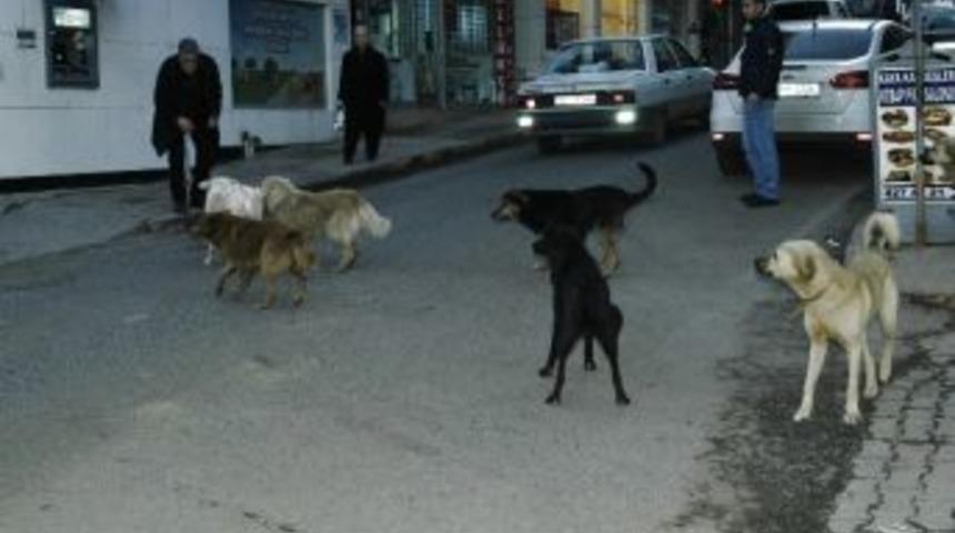 K&ouml;peklerin Kavgası Vatandaşı Korkuttu