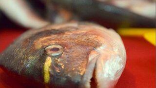 “hamsi Kulağına Kar Suyu Kaçmadan Karadeniz’i Terk Etti”